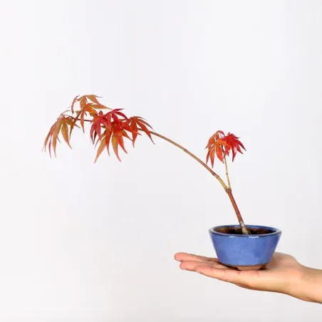 BONSAI JAPANESE MAPLE "ACER ATROPURPUREUM" 1-6