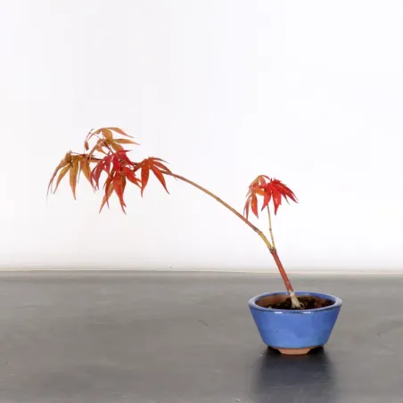 image supplémentaire - BONSAI JAPANESE MAPLE "ACER...