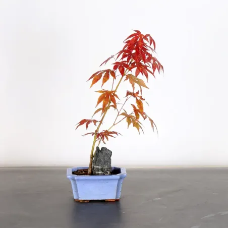 image supplémentaire - BONSAI JAPANESE MAPLE "ACER...