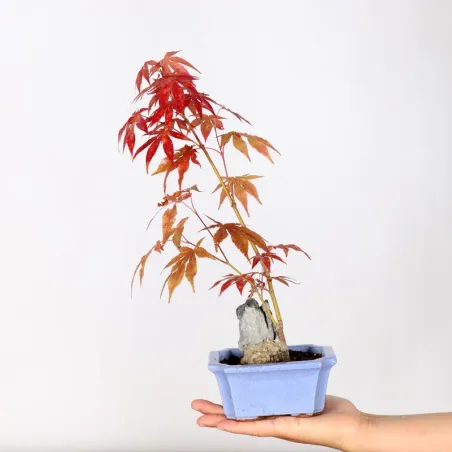 BONSAI JAPANESE MAPLE "ACER ATROPURPUREUM" 1-7