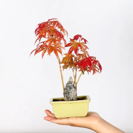 Bonsai Erable Atropurpureum AA-1-13