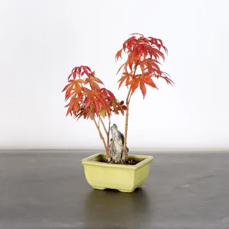 image supplémentaire - Japanese maple forest "acer...