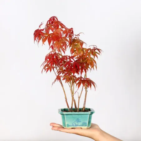 Forêt érable du japon " acer atropurpureum" 1-14
