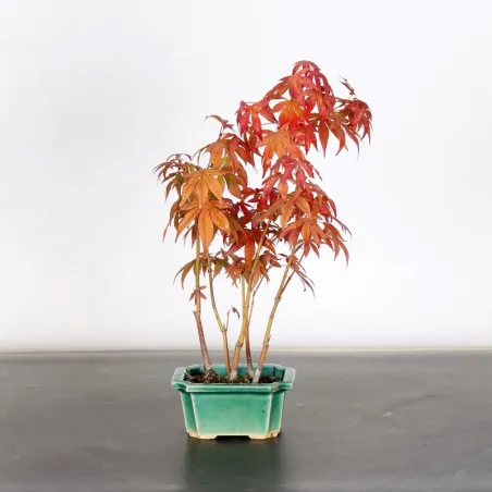 image supplémentaire - Forêt érable du japon "...