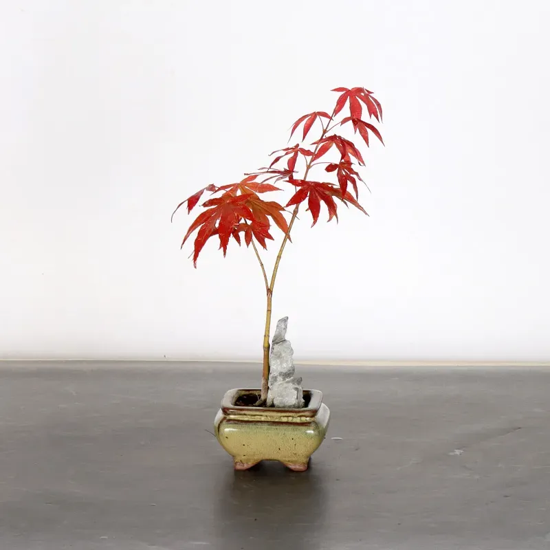 image supplémentaire - BONSAI JAPANESE MAPLE "ACER...