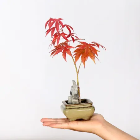 BONSAI JAPANESE MAPLE "ACER ATROPURPUREUM" 2-1