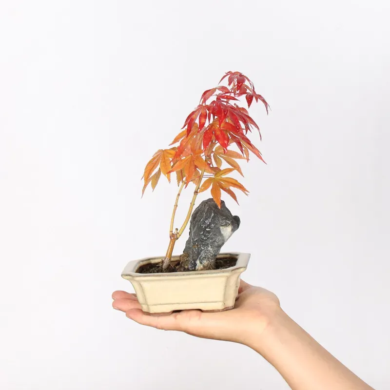 Maple Bonsai Palmatum Atropurpureum AA-2-4