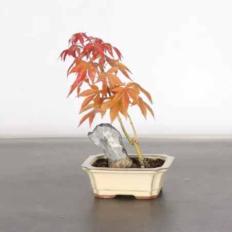 image supplémentaire - érable du japon " acer...