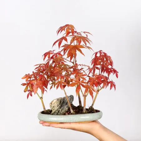 Japanese maple forest "acer atropurpureum" 2-14
