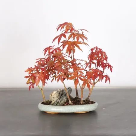 image supplémentaire - Japanese maple forest "acer...