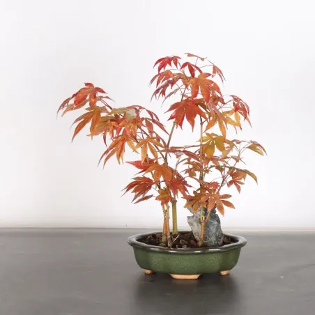 image supplémentaire - Japanese maple forest "acer...