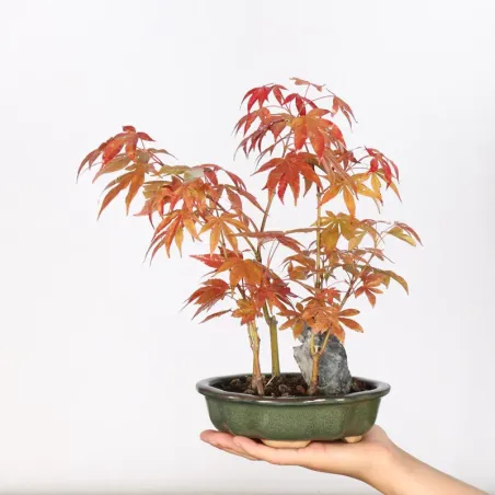 Japanese maple forest "acer atropurpureum" 3-1
