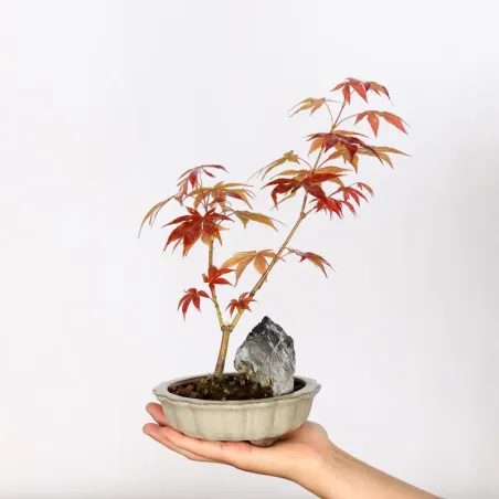 Japanese maple forest "acer atropurpureum" 3-2