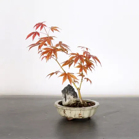 image supplémentaire - Japanese maple forest "acer...