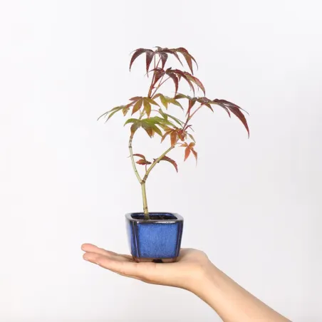 Japanese maple forest "acer atropurpureum" 3-3