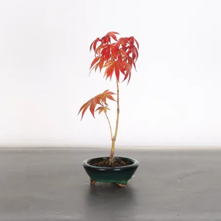 Japanese maple forest "acer atropurpureum" 3-4