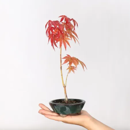 image supplémentaire - érable du japon " acer...