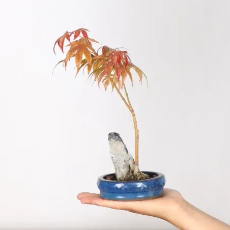 Japanese maple forest "acer atropurpureum" 3-5