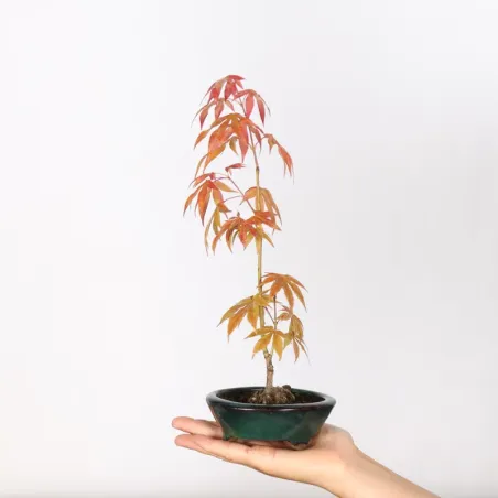 Japanese maple forest "acer atropurpureum" 3-6