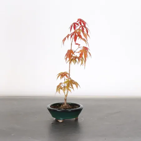image supplémentaire - érable du japon " acer...
