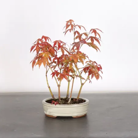 image supplémentaire - Japanese maple forest "acer...