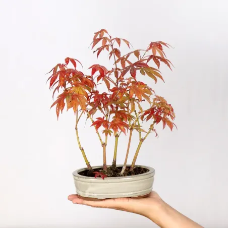 Japanese maple forest "acer atropurpureum" 3-7