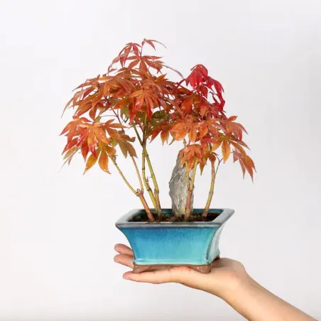 Erable Palmatum Atropurpureum AA-3-1