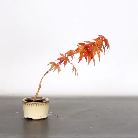 image supplémentaire - érable du japon " acer...