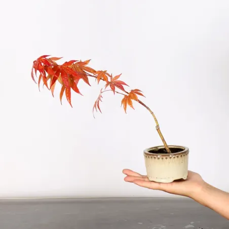 Japanese maple forest "acer atropurpureum" 3-9