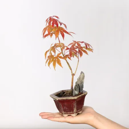 Japanese maple forest "acer atropurpureum" 3-10