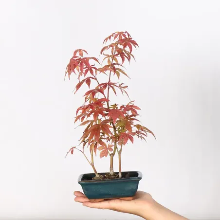Japanese maple forest "acer atropurpureum" 4-1