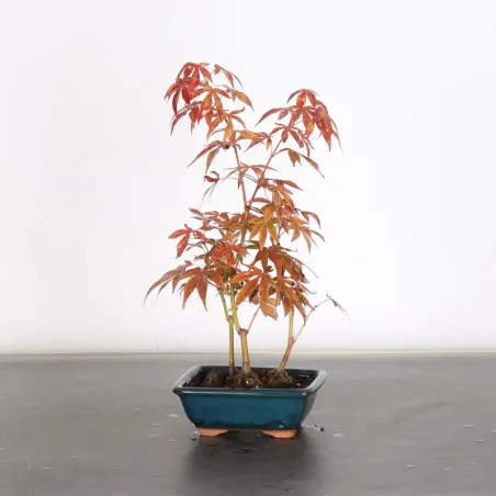image supplémentaire - Japanese maple forest "acer...