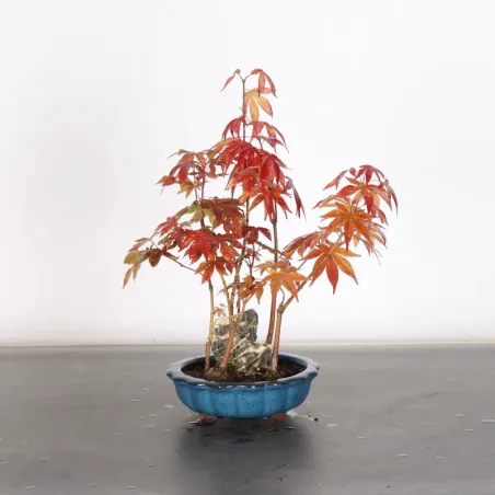 image supplémentaire - Japanese maple forest "acer...