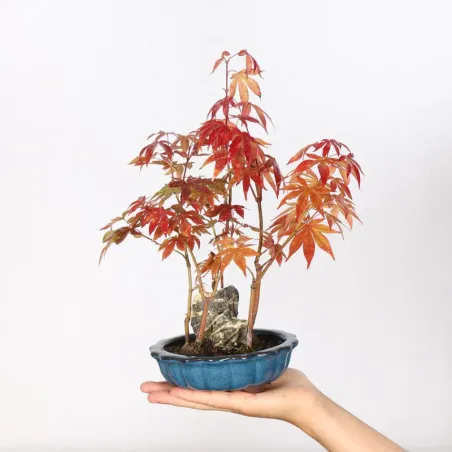 Japanese maple forest "acer atropurpureum" 4-2