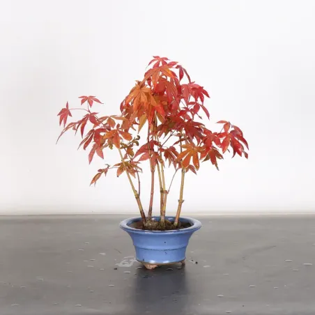 Japanese maple forest "acer atropurpureum" 4-3