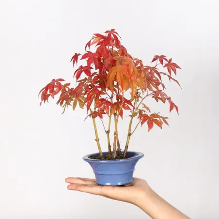 image supplémentaire - Forêt érable du japon "...