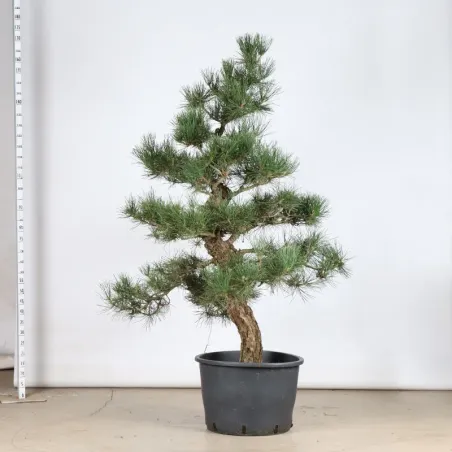 image supplémentaire - ARBRE DE JARDIN NIWAKI "PIN...