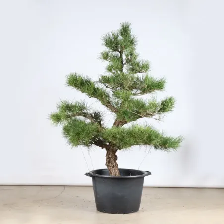 image supplémentaire - ARBRE DE JARDIN NIWAKI "PIN...