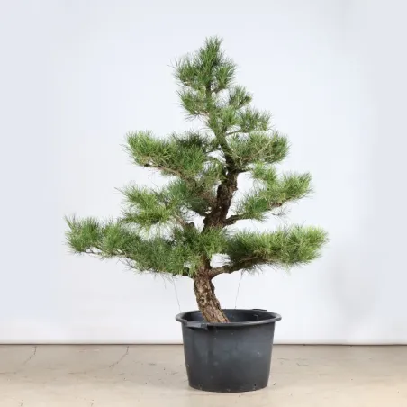 THUNBERGII PINE