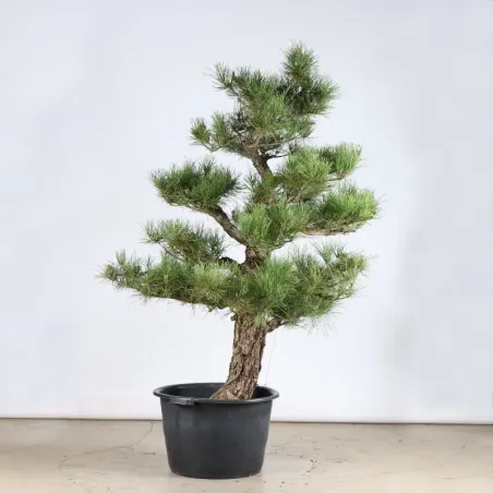 image supplémentaire - ARBRE DE JARDIN NIWAKI "PIN...