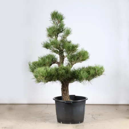 ARBRE DE JARDIN NIWAKI "PIN NOIR DU JAPON" 1-8