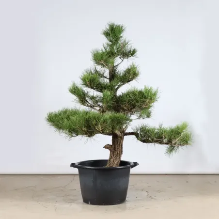 image supplémentaire - GARDEN TREE NIWAKI "PINUS...