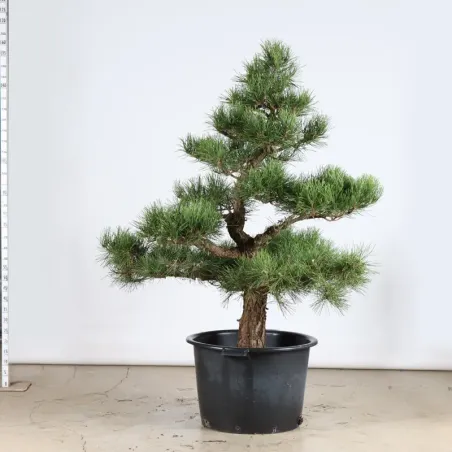image supplémentaire - GARDEN TREE NIWAKI "PINUS...