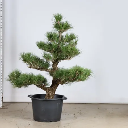 ARBRE DE JARDIN NIWAKI "PIN NOIR DU JAPON" 1-11