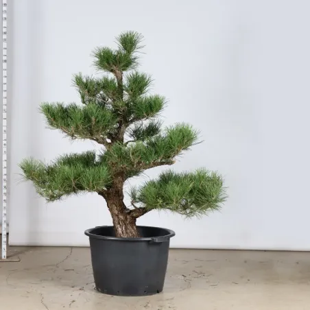 image supplémentaire - ARBRE DE JARDIN NIWAKI "PIN...