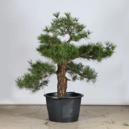 ARBRE DE JARDIN NIWAKI "PIN NOIR DU JAPON" 1-14