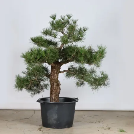 image supplémentaire - ARBRE DE JARDIN NIWAKI "PIN...
