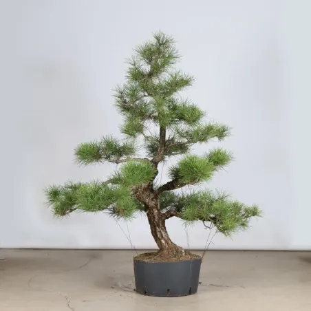 ARBRE DE JARDIN NIWAKI "PIN NOIR DU JAPON" 1-16