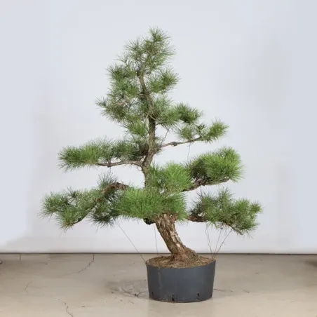 image supplémentaire - GARDEN TREE NIWAKI "PINUS...