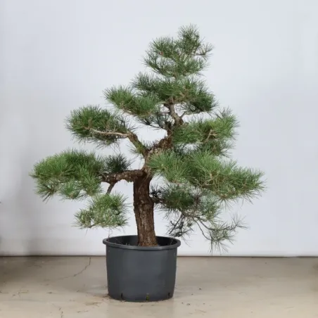 image supplémentaire - ARBRE DE JARDIN NIWAKI "PIN...